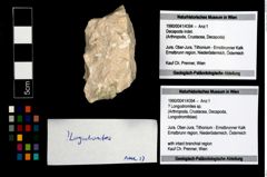 Foto (Objekt + Etikett) von ? Longodromites sp.  (NHMW-GEO-1990-0041-4394)